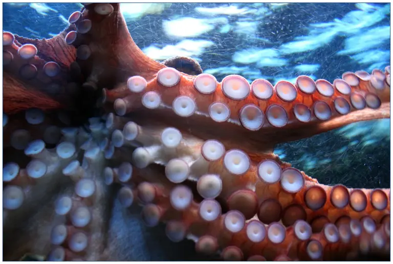 photo d'un poulpe dans l'eau, on voit ses tentacules